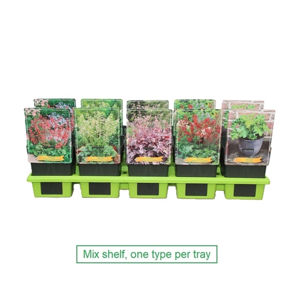 <h4>Heuchera Mix 6x10 srt. per laag P11</h4>