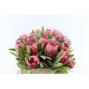 Protea Red Ice