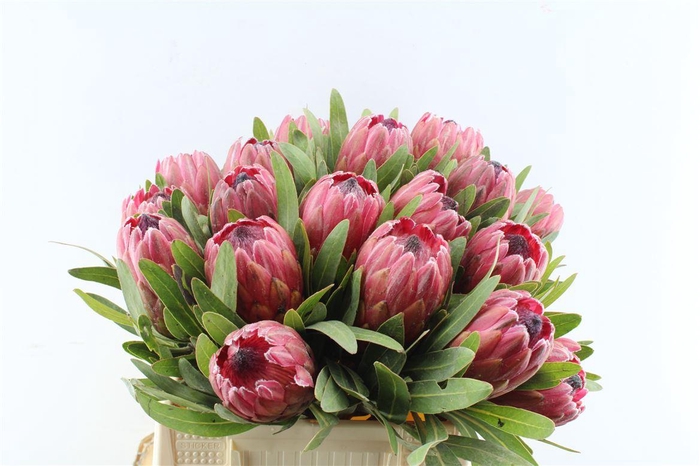 <h4>Protea Red Ice</h4>