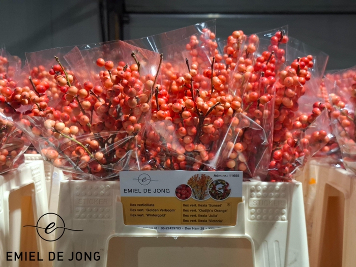 <h4>ILEX VE OUDIJ ORANGE</h4>