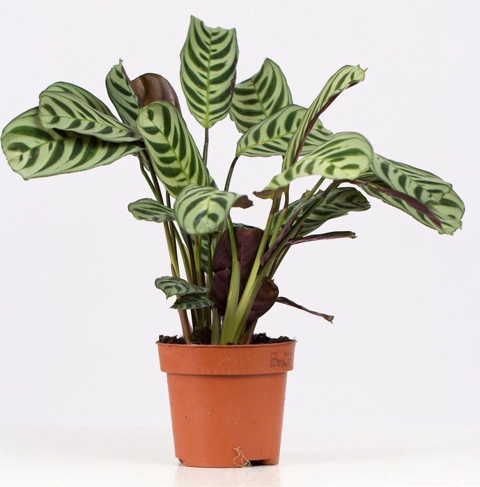 <h4>Ctenanthe Burle Marxii P&PURE Collection</h4>