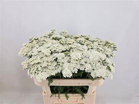<h4>Achillea M White Beauty</h4>
