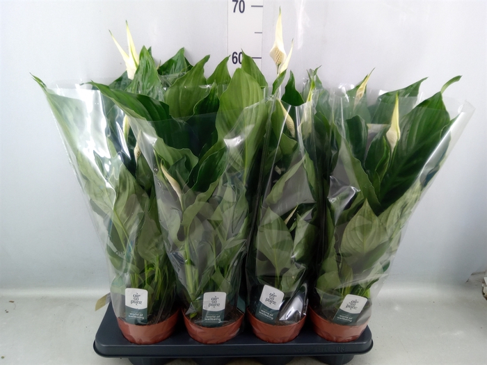 <h4>Spathiphyllum  'Sweet Ricardo'</h4>