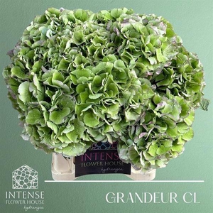 Hydr Royal Grande Classic Intense Flower