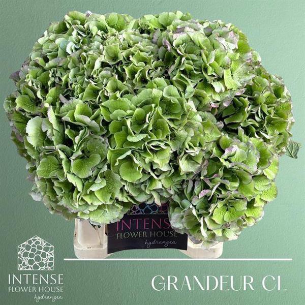 <h4>Hydr Royal Grande Classic Intense Flower</h4>