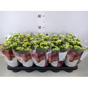 Kalanchoe blos. 'RosDon Dione'