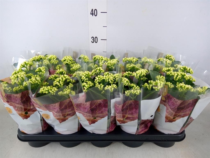 <h4>Kalanchoe blos. 'RosDon Dione'</h4>