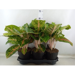 Aglaonema  'Spring Red'