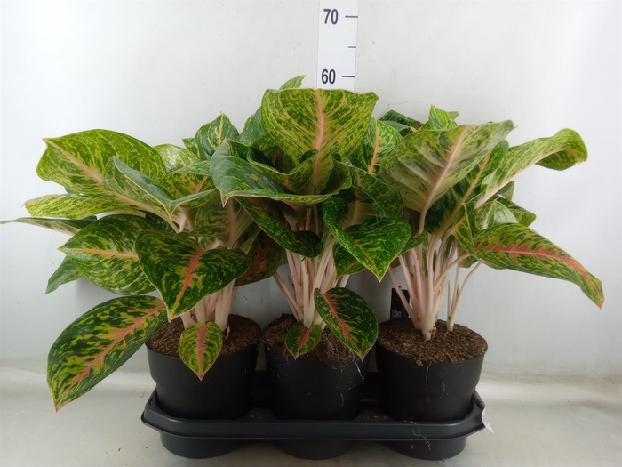 <h4>Aglaonema  'Spring Red'</h4>