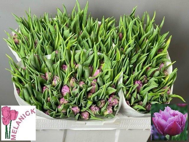 <h4>TU DU DOUBLE PRICE</h4>