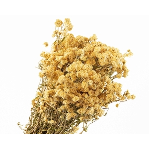 Achillea White Naturel