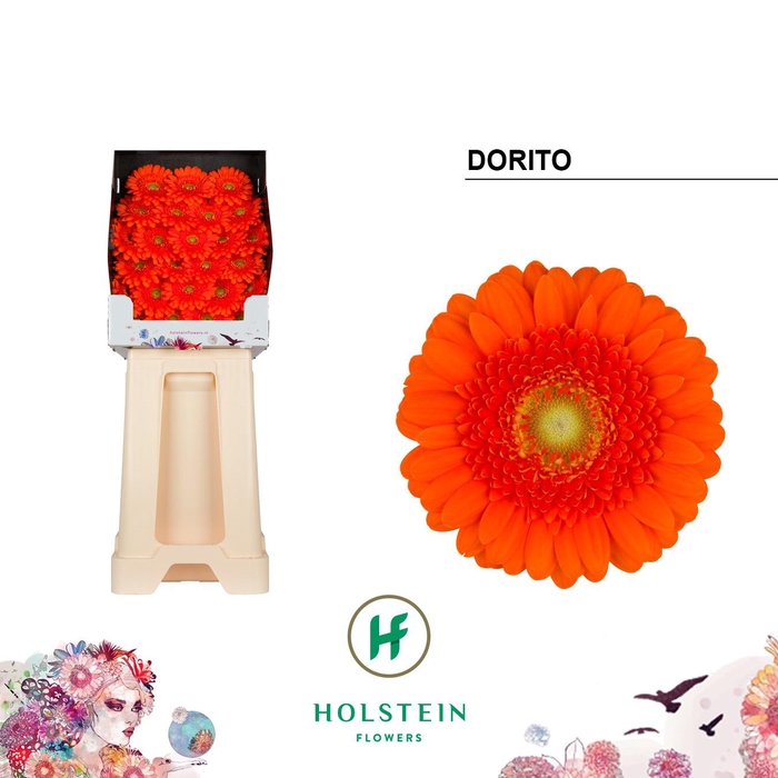 <h4>Ge Mi Dorito</h4>