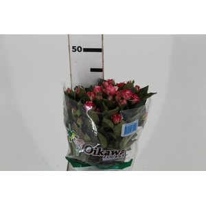 ROSA SPRAY FIREWORKS 040 CM BICOLOR