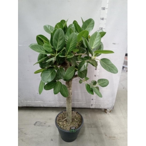 Ficus benghalensis 'Audrey'