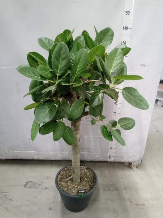 <h4>Ficus benghalensis 'Audrey'</h4>