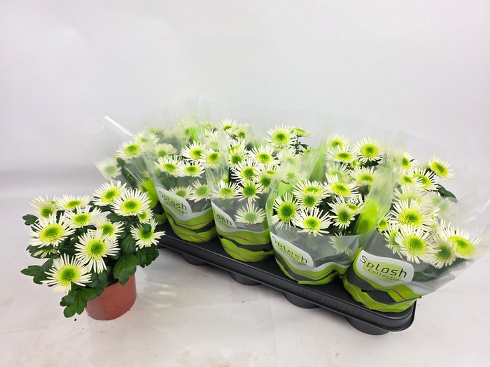 <h4>CHRYS SPLASH MEADOW</h4>