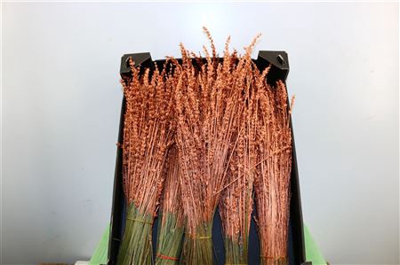 <h4>Dried Lavendel Copper Bunch</h4>