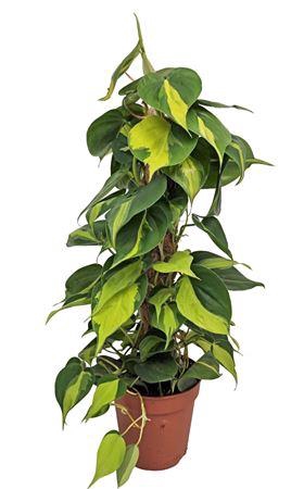 <h4>Philodendron Brasil Mosstok</h4>
