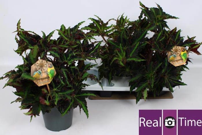 <h4>BEG M C LION DANCE</h4>