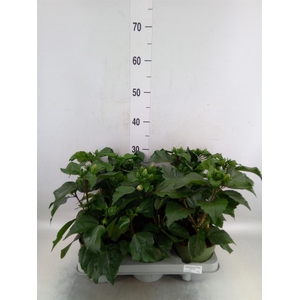 Hibiscus rosa-sin. 'Adonis'