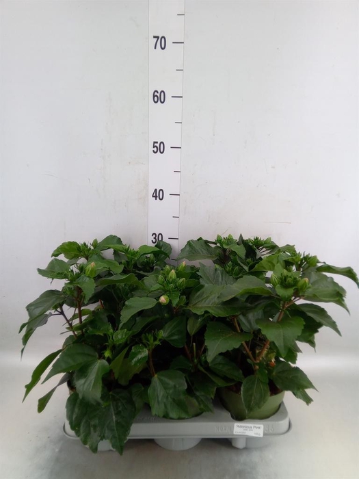 <h4>Hibiscus rosa-sin. 'Adonis'</h4>