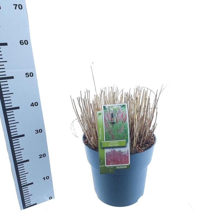 Miscanthus Red Chief