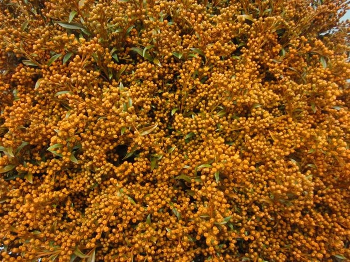 <h4>Solidago Oranje</h4>