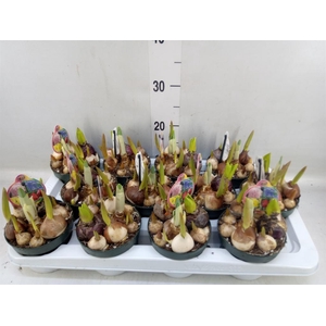 Bolbloemen   ...mix in pot