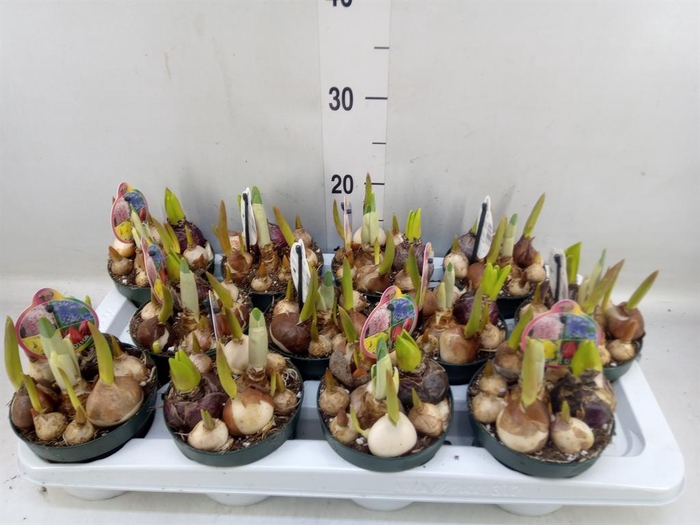 <h4>Bolbloemen ...mix in pot</h4>