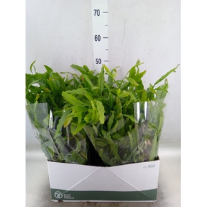 Rhipsalis   ...