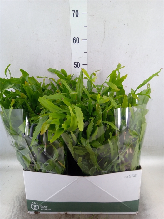 <h4>Rhipsalis   ...</h4>