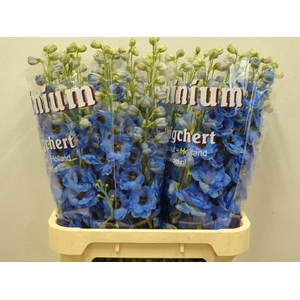DELPHINIUM DU 'DEWI BLUE SMILE'