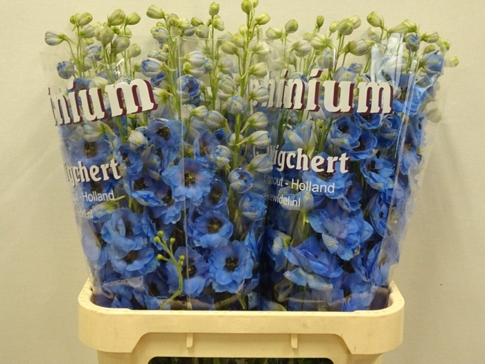 <h4>DELPHINIUM DU 'DEWI BLUE SMILE'</h4>