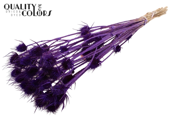 <h4>Cardi Distel Bleached 10pc/bunch 55cm Purple</h4>