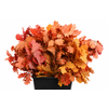 Quercus Preserved Mix (oak,eik)