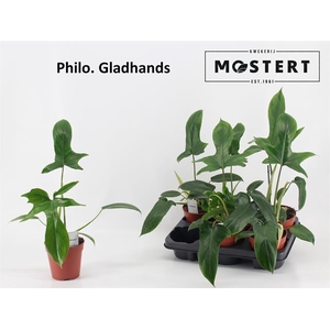 Philodendron Gladhands 12Ø 30cm