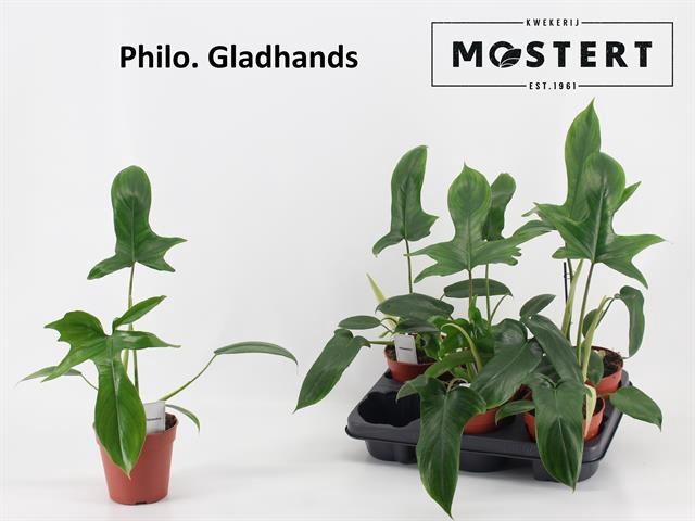 Philodendron Gladhands 12Ø 30cm