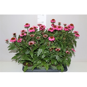 Echinacea Sombrero Rose