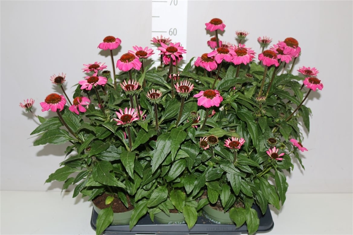 <h4>Echinacea Sombrero Rose</h4>