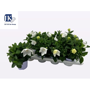 PLATYCO GR ASTRA WHI