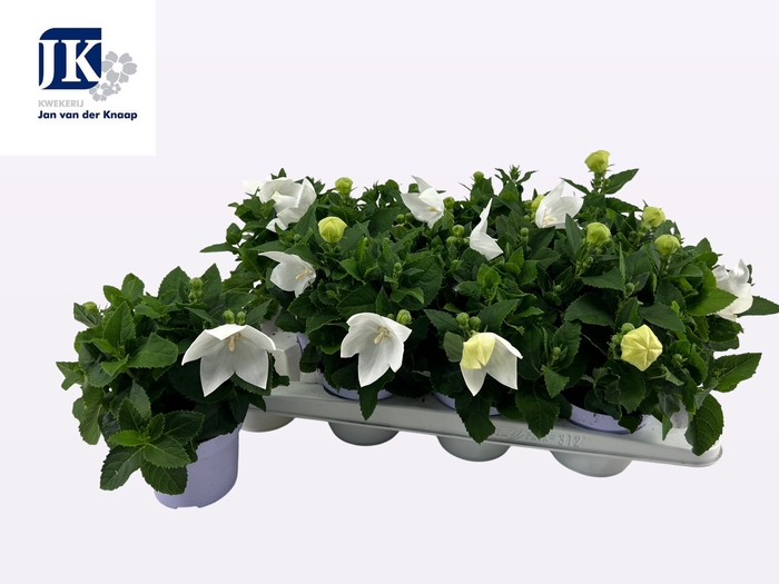 <h4>PLATYCO GR ASTRA WHI</h4>
