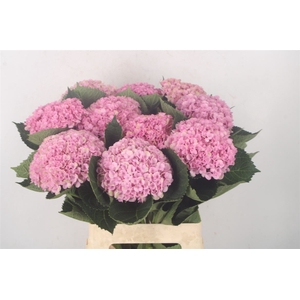 Hydr M Mag Revolution Pink