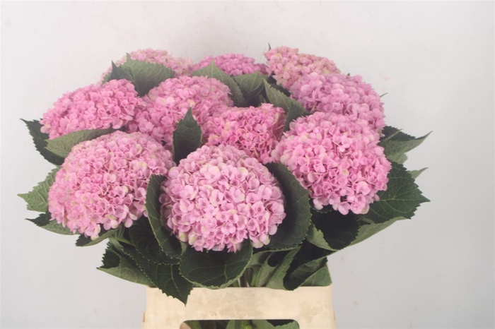 <h4>Hydr M Mag Revolution Pink</h4>