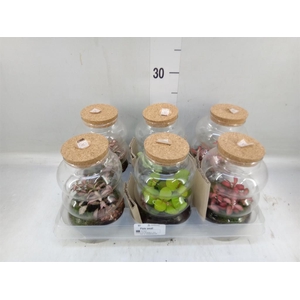 Arr.   Kamerplant Groen H%