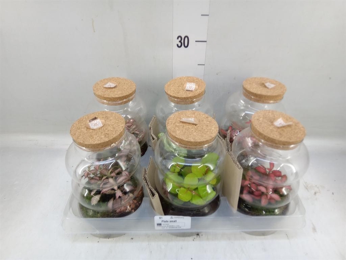 <h4>Arr. Kamerplant Groen H%</h4>