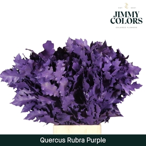 Quercus Rubra L80 Purple
