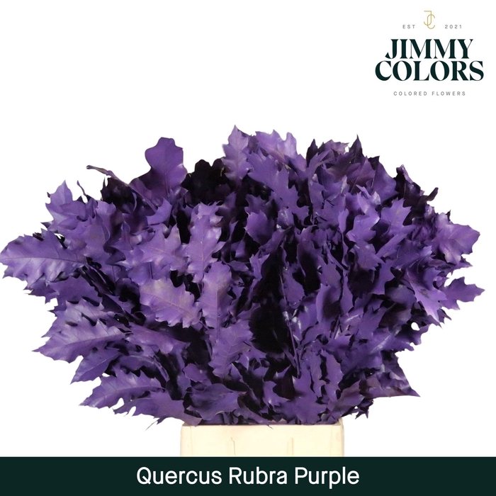 <h4>Quercus Rubra L80 Purple</h4>