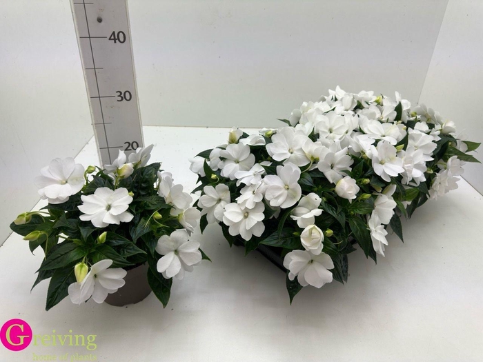 <h4>IMPAT PETTIC WHITE</h4>