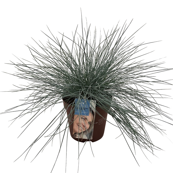 <h4>Festuca glauca Intense Blue®</h4>