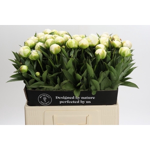 Paeonia Madame Claude Tain